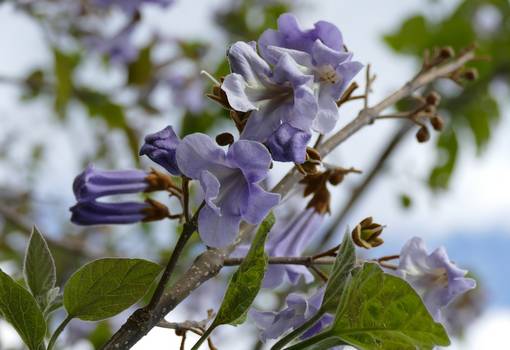 Geäst des Blauglockenbaumes mit grünen Blättern und violett-blauen Blüten