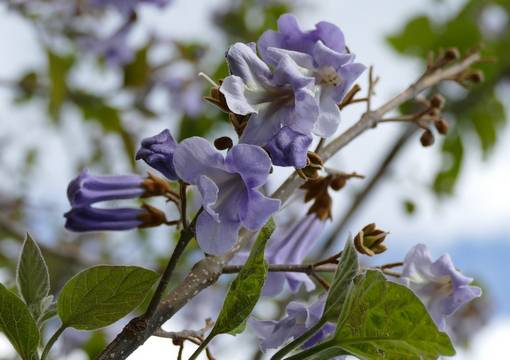Geäst des Blauglockenbaumes mit grünen Blättern und violett-blauen Blüten