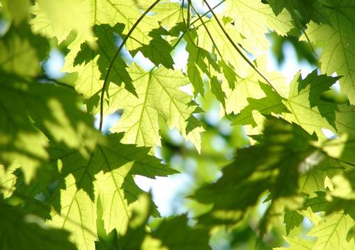 Vortrag und Diskussion zu „Klimaanpassungsstrategien für das Stadtgrün“ am 2. April